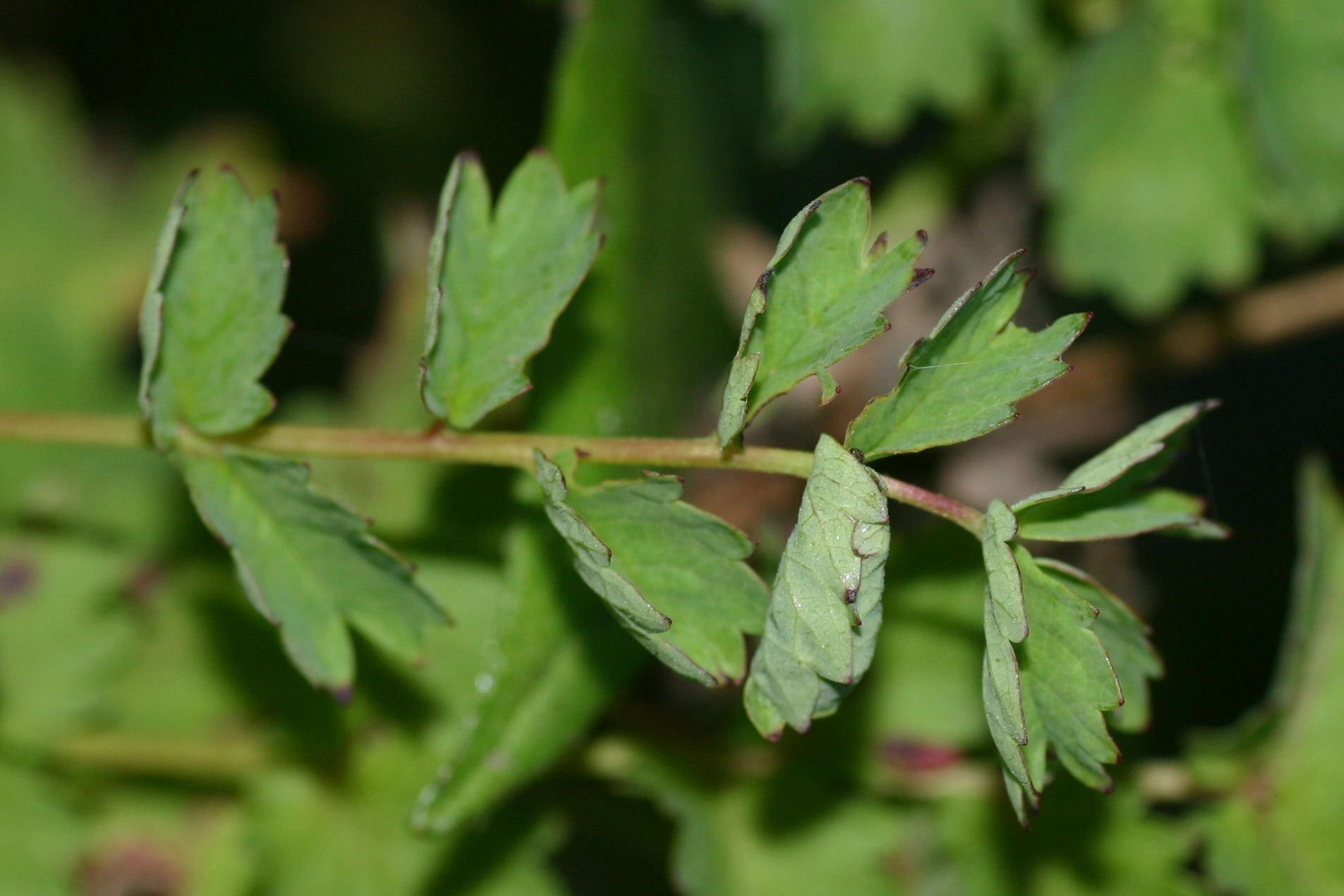 2 Kalkgraslanddikkopje schuilplaats rups Kleine pimpernel 29 7 09 B.jpg